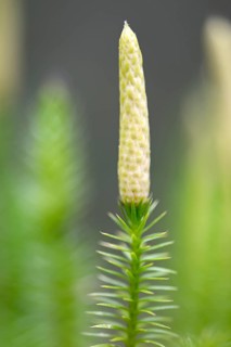 Interrupted club-moss (Lycopodium annotinum) with fruit stand