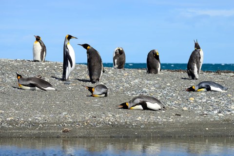 King penguins (Aptenodytes patagonicus)