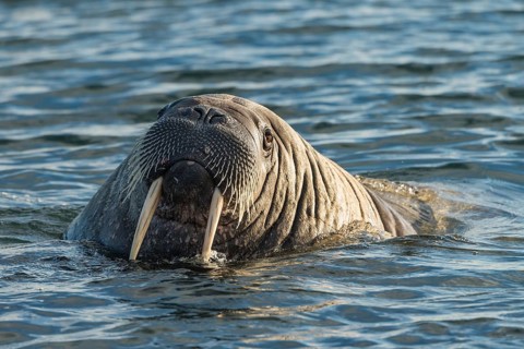 Walrus (Odobenus rosmarus)