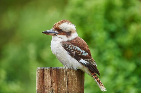 Laughing kookaburra (Dacelo novaeguineae)