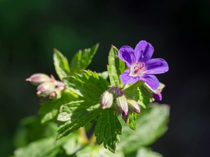 Wood cranesbill (Geranium sylvaticum)