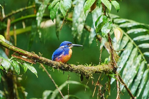 Azure kingfisher (Ceyx azureus) sitting on a branch