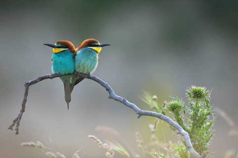 Bee-eater (Merops apiaster)