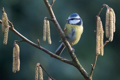 Blue tit (Parus caeruleus)