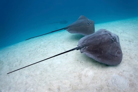 Pink Whiprays (Himantura fai)