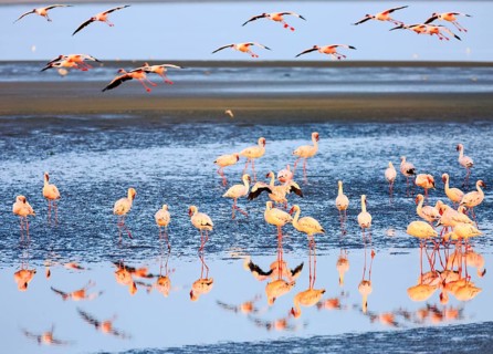 Greater flamingos (Phoenicopterus roseus) in shallow water