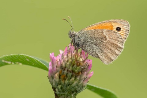 Small heath (Coenonympha pamphilus) on clover blossom