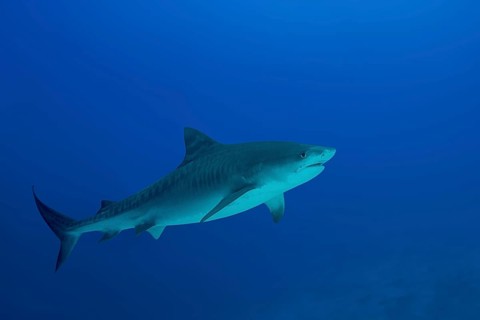 Tiger Shark (Galeocerdo cuvier) swims in the blue water
