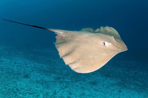Pink whipray (Himantura fai) swims over sandy bottom