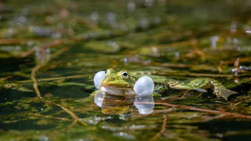 Green frog (Rana esculenta) with inflated sound bubbles in the water