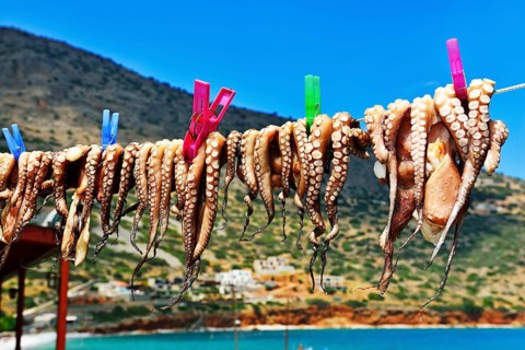 Hanged octopus dries on leash