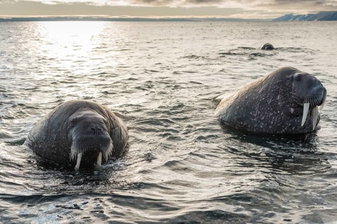 Walruses (Odobenus rosmarus)