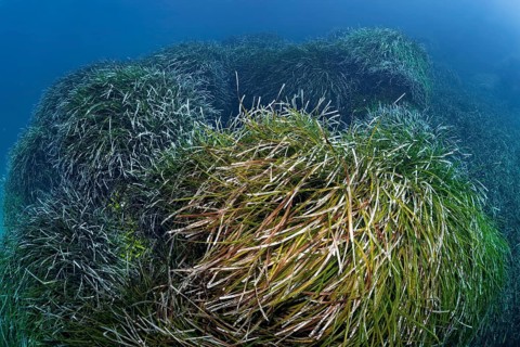 Neptune Grass (Posidonia oceanica)