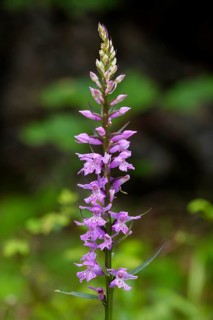 Sack-carrying Dactylorhiza (Dactylorhiza saccifera)