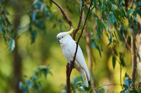 Sulphur-crested cockatoo (Cacatua galerita)
