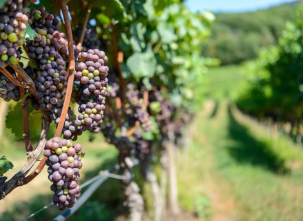 Blue grapes
