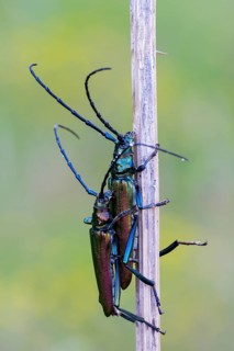 Musk beetle (Aromia moschata) an Halm