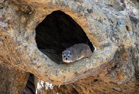 Bush hyrax (Heterohyrax brucei) sits in rock