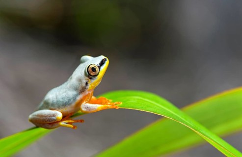 Blue-Back Reed Frog (Heterixalus madagascariensis)