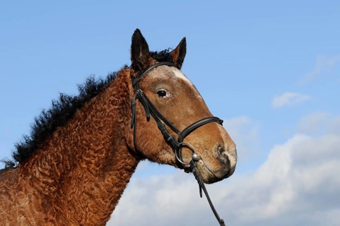Curly Horse (Equus ferus caballus)