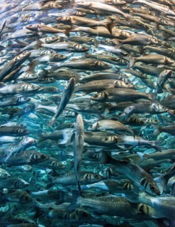 Zebra seabream (Diplodus cervinus) and sand steenbras (Lithognathus mormyrus) in an aquarium