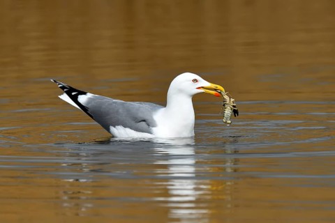 Yellow-legged gull (Larus michahellis)