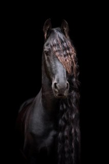 Friese (Equus)