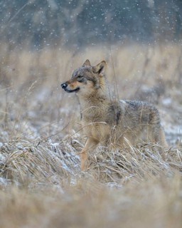 Gray wolf (Canis lupus)