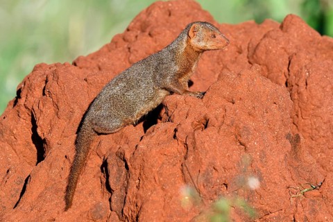 Dwarf mongoose (Helogale parvula) on a termite hill
