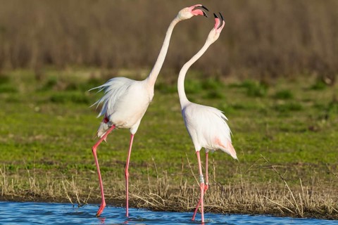 Greater Flamingo (Phoenicopterus roseus)