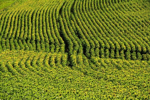 Field of sunflowers