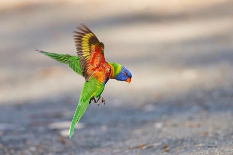 Rainbow lorikeet (Trichoglossus moluccanus)