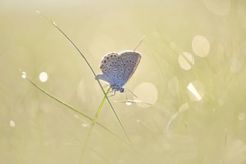 Common blue butterfly (Polyommatus icarus) sitting on a blade of grass