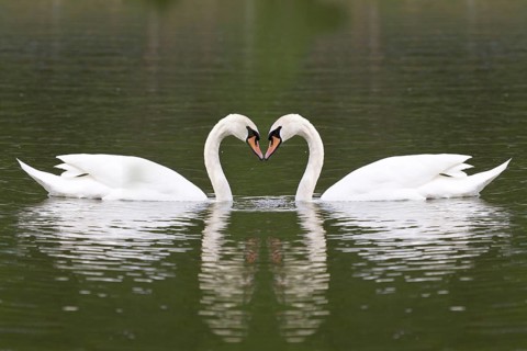 Mute swane (Cygnus olor) on a lake