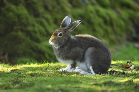 Alpine Hare (Lepus timidus varronis) in coat change