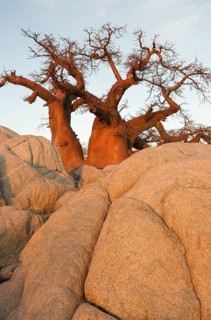 African Baobab (Adansonia digitata) between stones