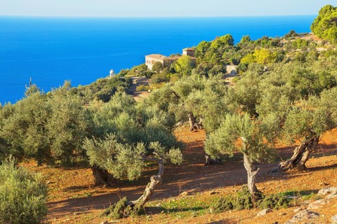 Olive trees surrounding Son Marroig Mansion