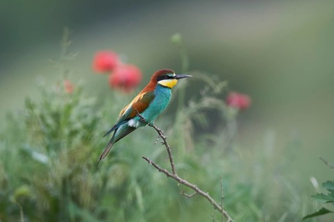 Bee-eater (Merops apiaster)