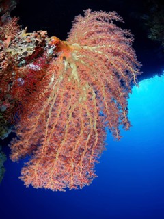Cherry Blossom Coral (Siphonogorgia godeffroyi)