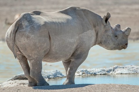 Black rhinoceros (Diceros bicornis)
