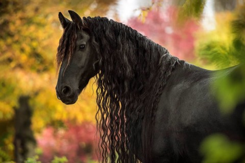 Friese (Equus)