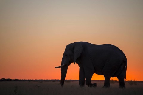 African elephant (Loxodonta africana)