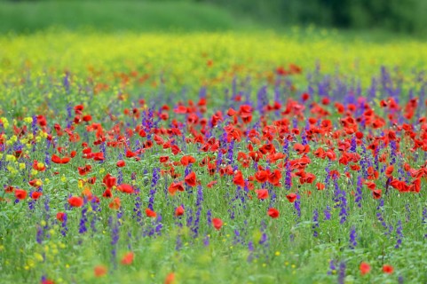Flower meadow with Corn poppy (Papaver rhoeas) and Delphinium (Delphinum)