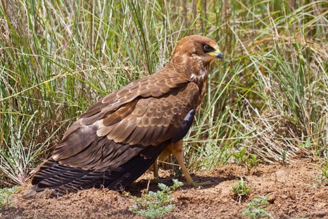 African marsh harrier (Circus ranivorus)