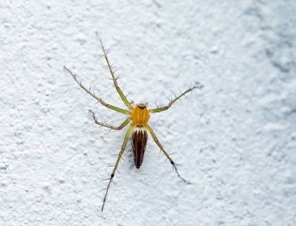 Lean lynx spider (Oxyopes macilentus) on white wall