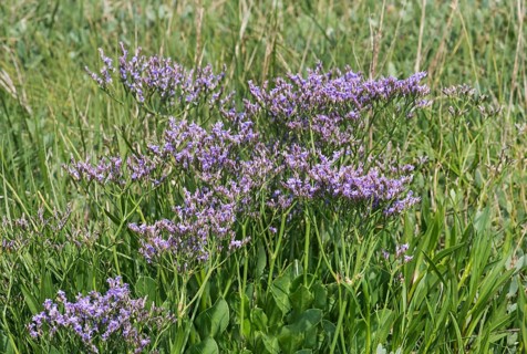 Blooming common sea lavender (Limonium vulgare)