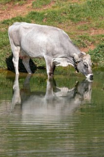 Tyrolean grey cattle on the alp