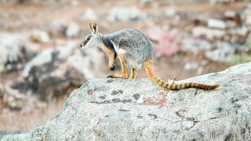 Yellow-footed rock-wallaby (Petrogale xanthopus)