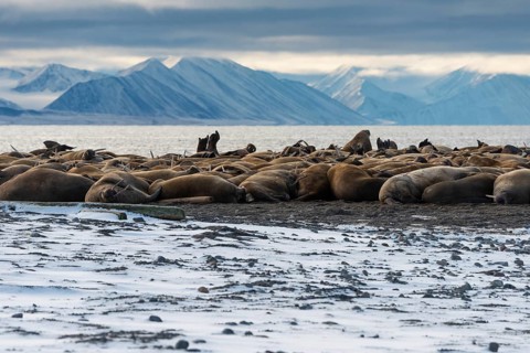 Walruses (Odobenus rosmarus)