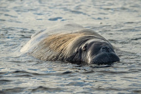 Walrus (Odobenus rosmarus)